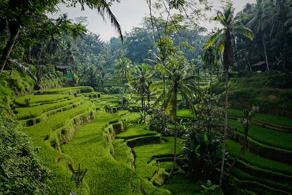 plan a Bali trip during Father's Day 2024