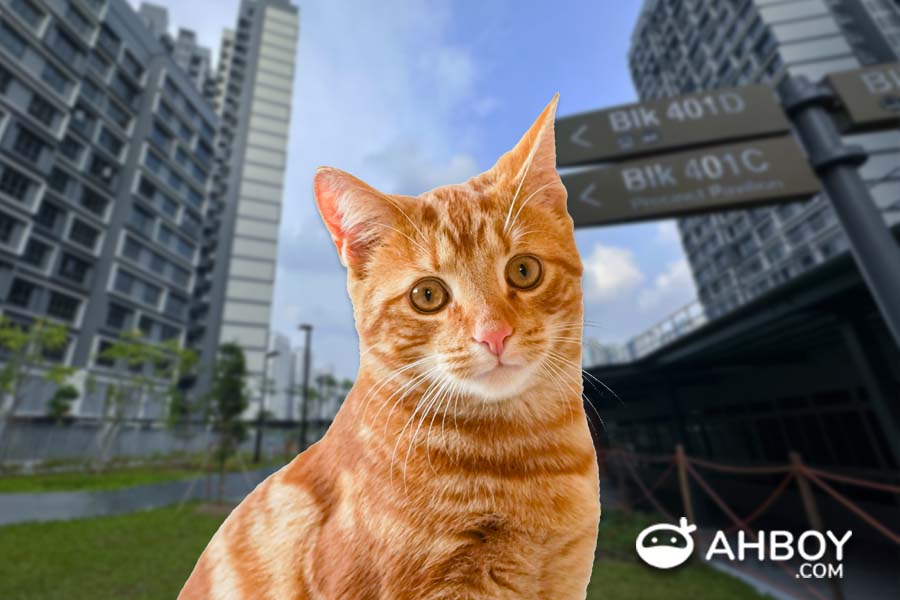 Apply cat licenses in Singapore